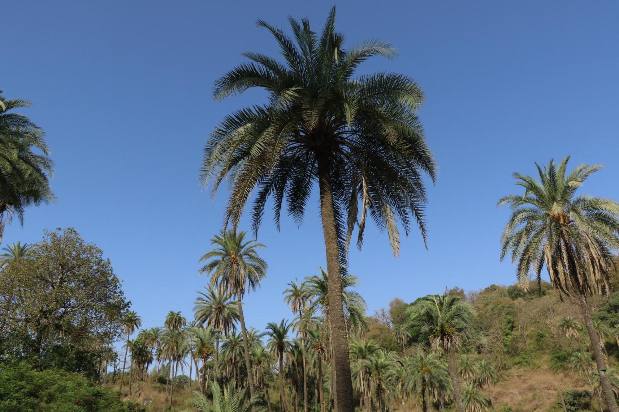 Hari Niwas - A Boutique Garden Resort Mount Abu Esterno foto